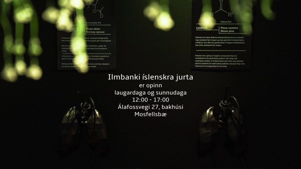 Ilmbanki íslenskra jurta
